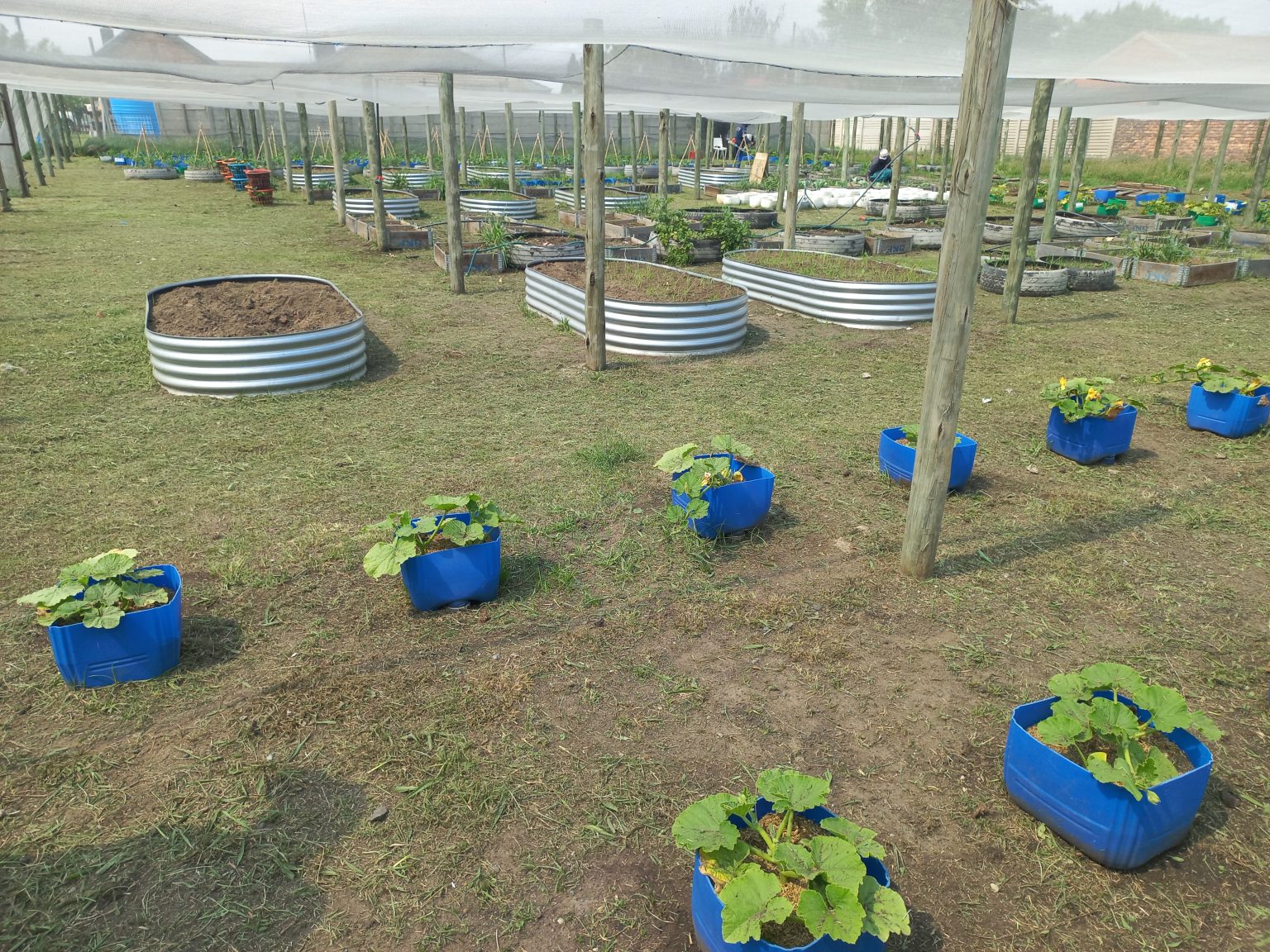 Projek Menu Groentetuin-projek: Bethal-tak oes nóg 200kg groente - AfriForum
