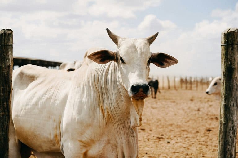 FMD crisis: Government now has its foot on farmers’ necks with procurement, administration of vaccines
