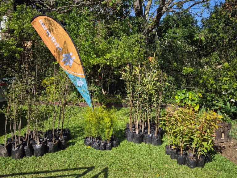 Knysna branch plants 111 trees during tree planting month
