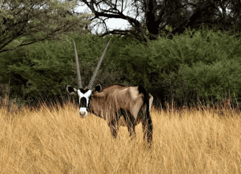 AfriForum wil natuur vir nageslagte bewaar