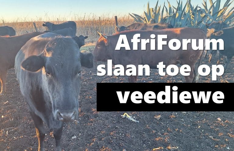 AfriForum slaan toe op vermeende veediewe, vind bykans R1 miljoen se gesteelde beeste in Mpumalanga