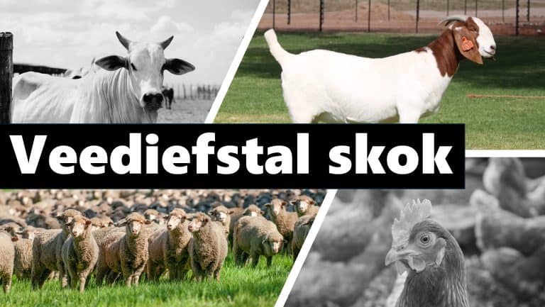 Veediefstal stroop landbou van minstens R200 miljoen in slegs een kwartaal – AfriForum