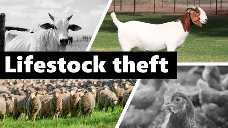 Stock theft robs agriculture of at least R200 million in just one quarter – AfriForum