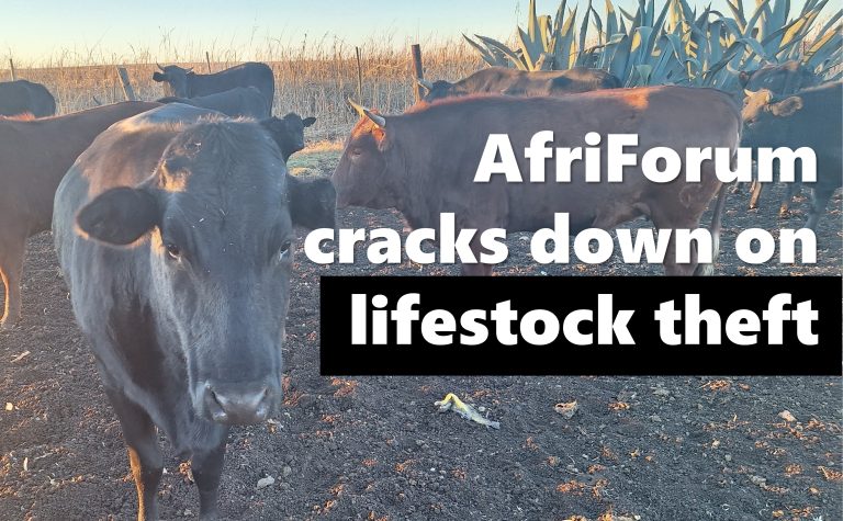 AfriForum cracks down on suspected cattle thieves, seizes nearly R1 million worth of stolen cattle in Mpumalanga