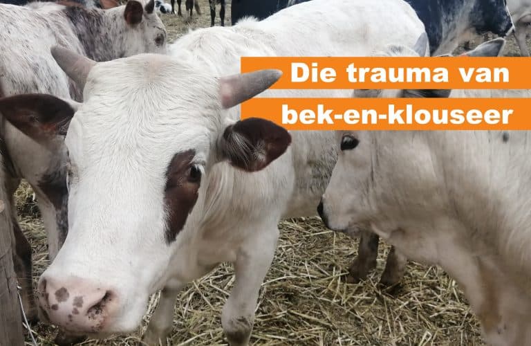 Wanneer ’n boer huil …