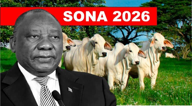 SONA 2026: Ramaphosa fails farmers and consumers with centralised FMD vaccination plan