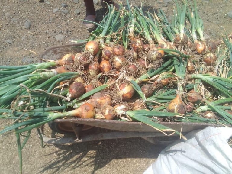 Noga’s Post community vegetable project celebrates – and shares – good harvest