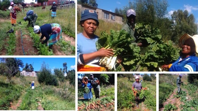 Gesamentlike groenteprojek in Tsheseng vier produksiesurplus