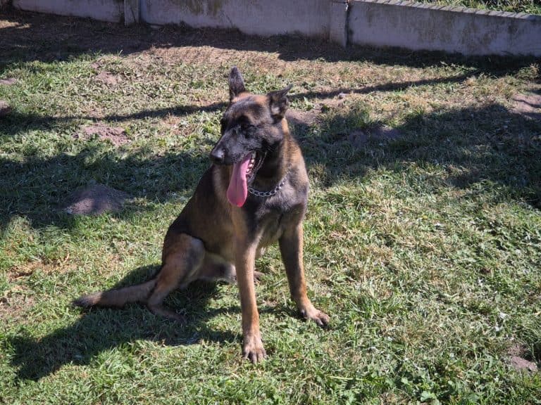 AfriForum donates trained K9 to SAPS in Western Cape amid shortage