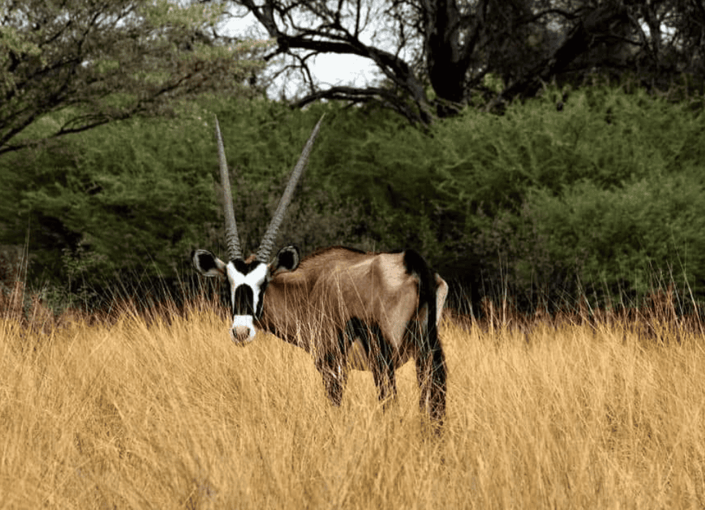 Henk Joubert-natuurreservaat