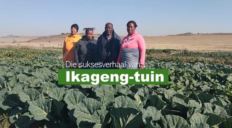 “Bou jouself”-groentetuin lewer nou konsekwent aan plaaslike voedingsprogramme in Thaba ’Nchu