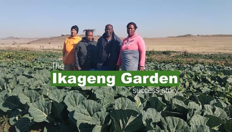 “Build yourself” vegetable garden now delivers consistently to local school feeding schemes in Thaba ’Nchu