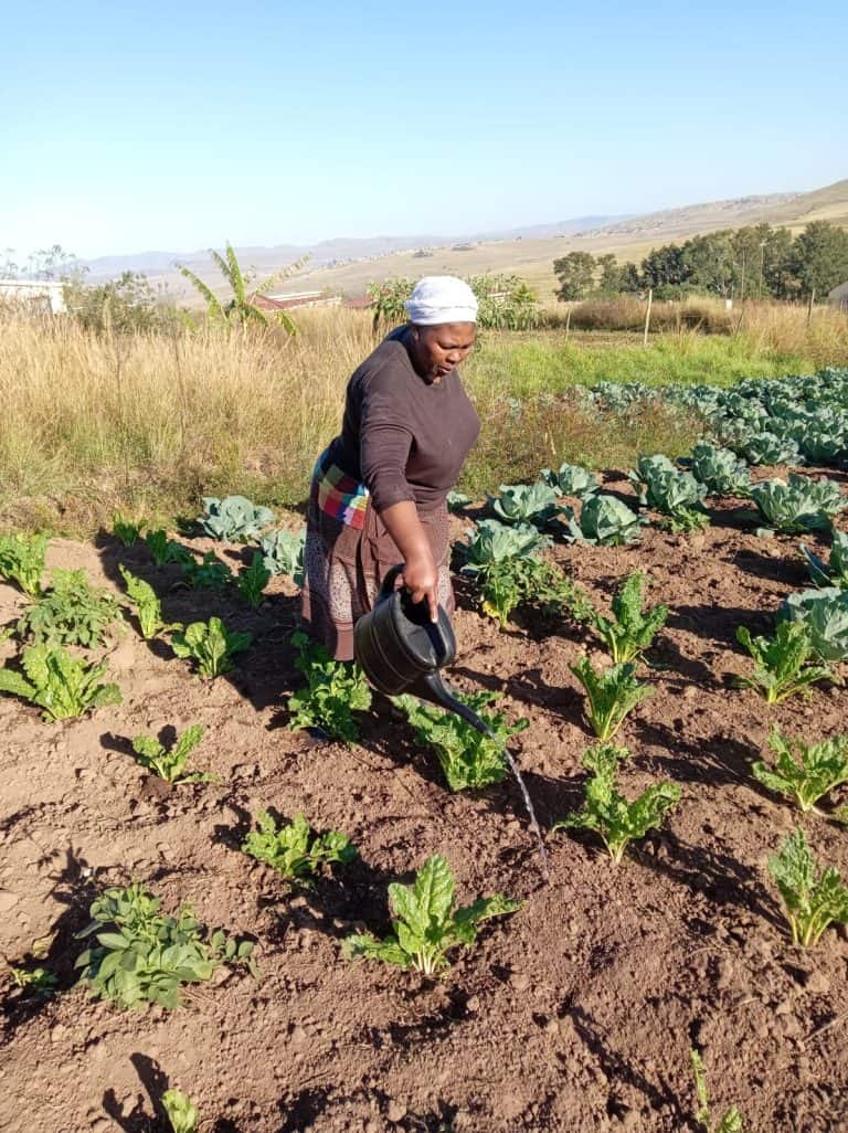 Ukuzingisa okungapheliswa nto kuqinisekisa impumelelo yelinge lobambiswano kuphuhliso lwezolimo eMtingwevu