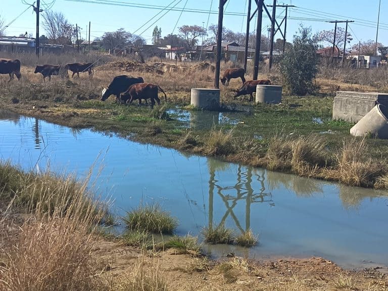 Viljoenskroon in riool gedompel ná MRK munisipaliteit jare gelede oor einste kwessie kasty