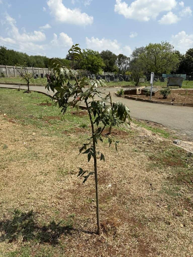 AfriForum Kempton Park plants trees at Zuurfontein Cemetery