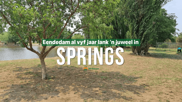 Eendedam floreer danksy vyf jaar se instandhouding deur Springs-tak