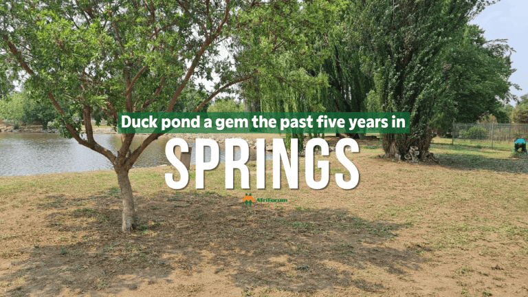 Duck pond flourishes thanks to five years of maintenance by Springs branch