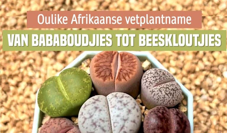 Oulike Afrikaanse vetplantname