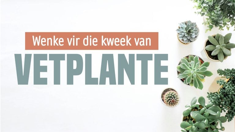 Wenke vir die kweek van vetplante